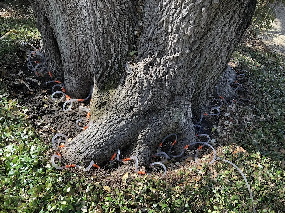 Detailed Tree Cabling and Bracing job site in Beulah