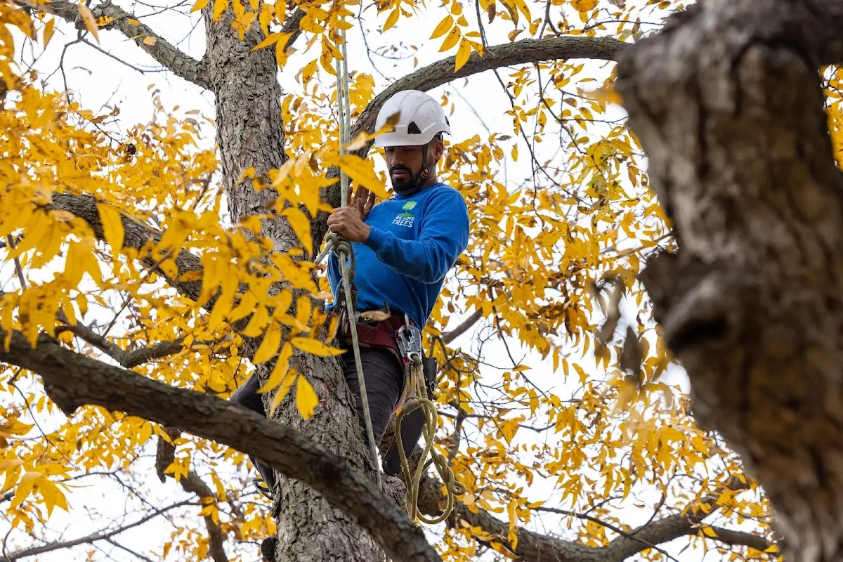 Skilled Tree Planing crew working in Beulah