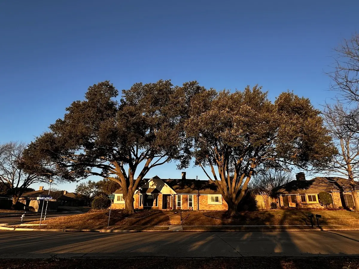 Established residential canopy tree shading a home in Beulah